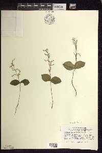 Listera convallarioides image