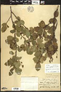 Amelanchier sanguinea image