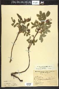 Rosa acicularis image