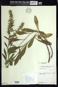 Solidago simplex image