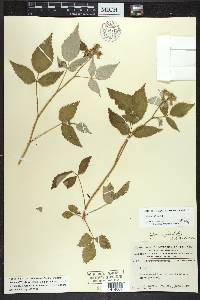 Rubus occidentalis image