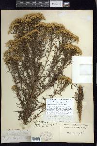 Euthamia caroliniana image