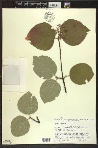 Cornus rugosa image