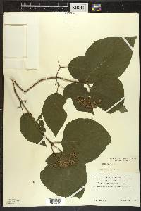 Cornus rugosa image