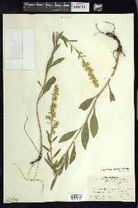 Solidago speciosa image