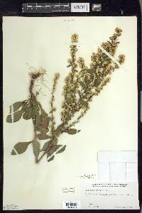 Solidago hispida image