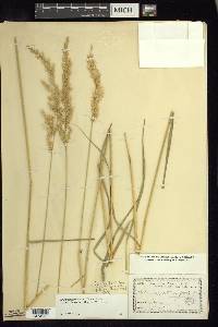 Calamagrostis stricta image