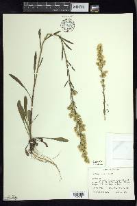 Solidago simplex image