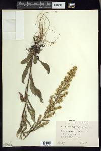 Solidago speciosa image