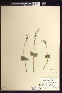 Listera cordata image