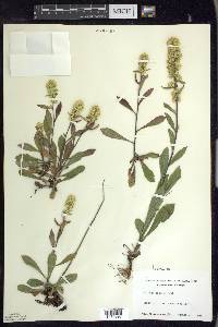 Solidago hispida image