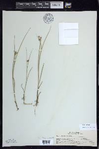 Juncus nodosus image