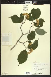 Cornus rugosa image