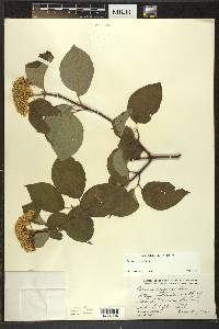 Cornus rugosa image