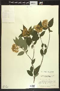 Cornus foemina image