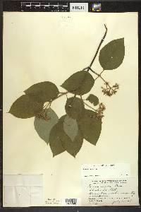 Cornus rugosa image