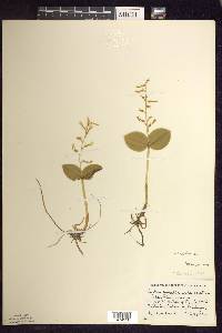 Listera convallarioides image