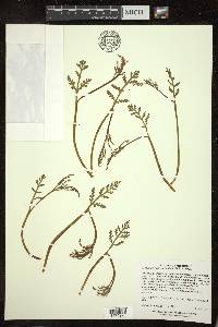 Botrychium matricariifolium image