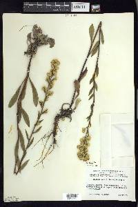 Solidago simplex image