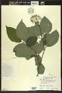 Cornus rugosa image