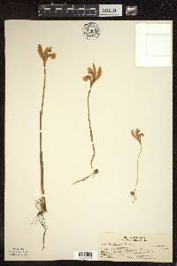 Arethusa bulbosa image