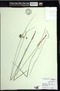 Carex magellanica image