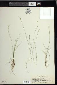 Carex leptalea var. harperi image