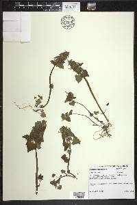 Lamium purpureum image