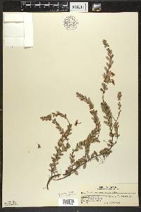 Vaccinium macrocarpon image