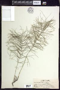 Equisetum pratense image