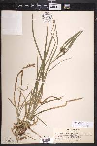 Carex intumescens var. intumescens image