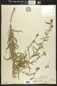 Oenothera nuttallii image