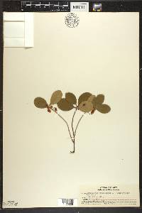 Gaultheria procumbens image