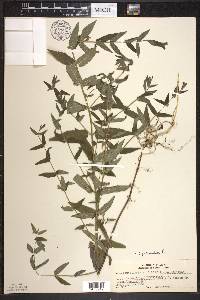 Scutellaria galericulata image