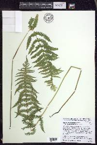 Thelypteris palustris var. pubescens image