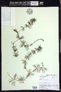 Myriophyllum spicatum image