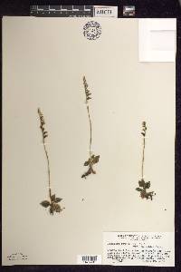 Goodyera repens image