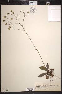 Hieracium venosum image