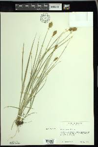 Carex crawfordii image