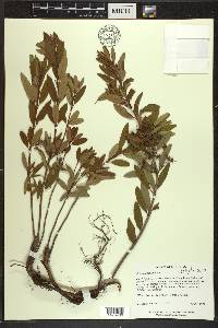 Kalmia angustifolia image