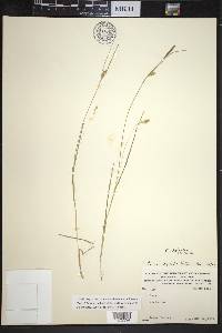 Carex tetanica image