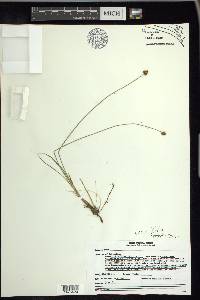 Carex illota image