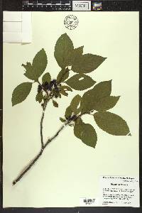 Rhamnus alnifolia image