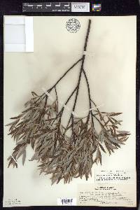 Salix petiolaris image