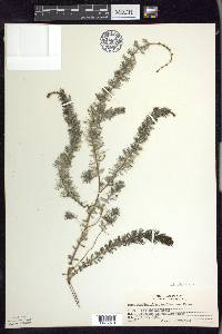 Myriophyllum sibiricum image