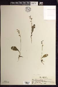 Platanthera obtusata image