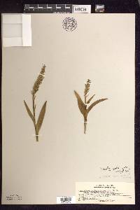 Platanthera aquilonis image