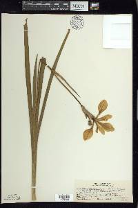 Iris virginica var. shrevei image