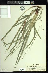 Carex arctata image