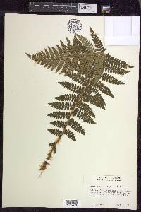 Polystichum braunii image